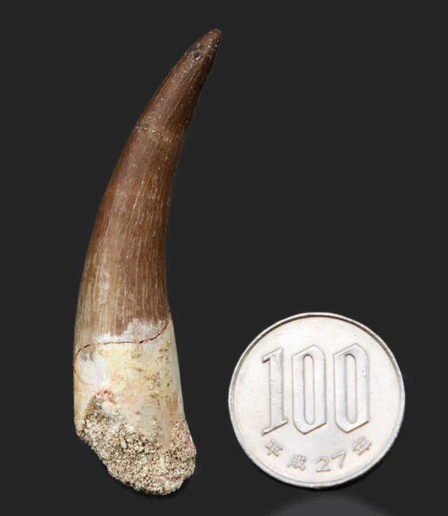 美しい湾曲にご注目、100％ナチュラル！首長竜、エラスモサウルス