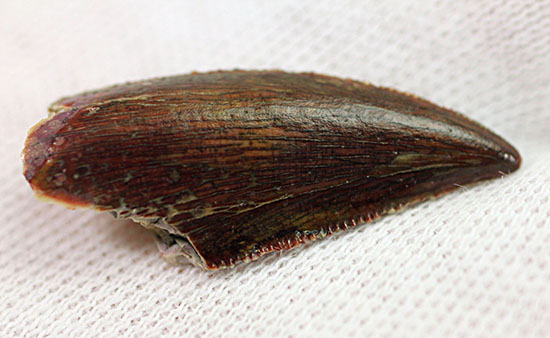 謎多き希少恐竜アベリサウルス科の上質歯化石 恐竜 販売