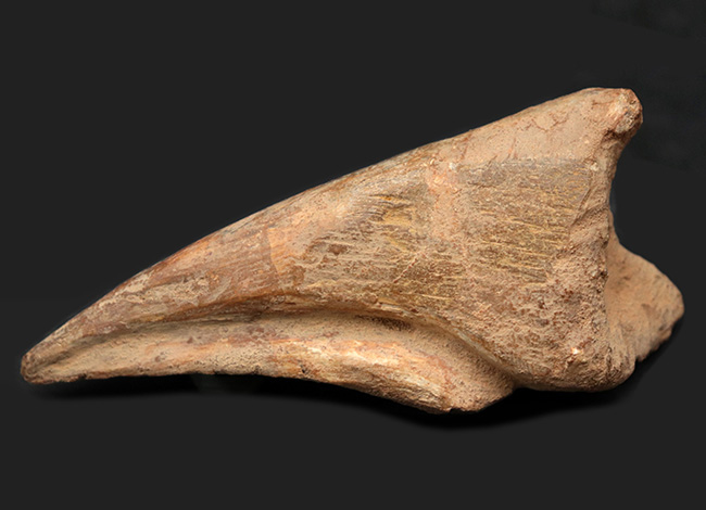 ド迫力！カーブ計測118ミリ、周長210ミリに達する、巨大な