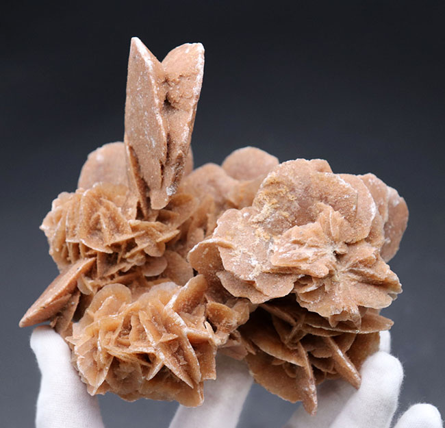 横幅13センチ超え、花びらのような美しい結晶を多数持った、砂漠の