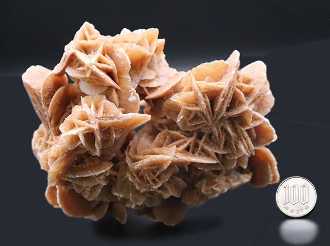 横幅13センチ超え、花びらのような美しい結晶を多数持った、砂漠の