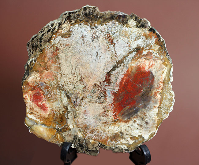 石炭のなり損ない！なんて言わないで・・・。シリカ化した樹木の化石