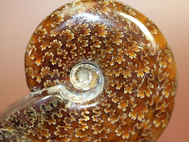 縫合線模様が見事に現れた、白亜紀のアンモナイト(Cleoniceras sp