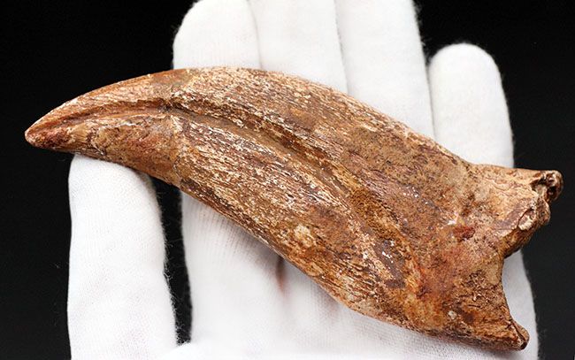 スーパーコレクション！恐竜化石コレクターの憧れ、史上最大級の肉食