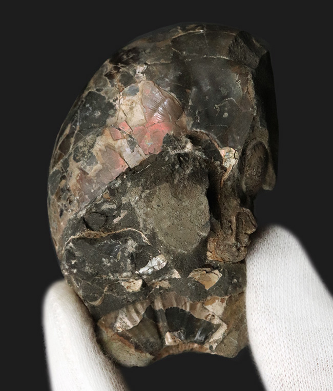 珍しい北海道産の遊色アンモナイト！フィロパキセラス