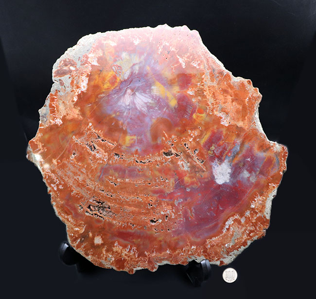 厳選仕入れ品！38センチの大きな木の化石。鮮やかの一言！米国