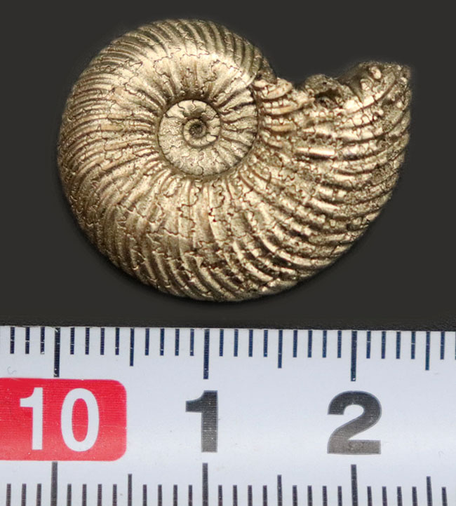 人気！全体が黄鉄鉱によって置換されている、ロシア産のアンモナイト