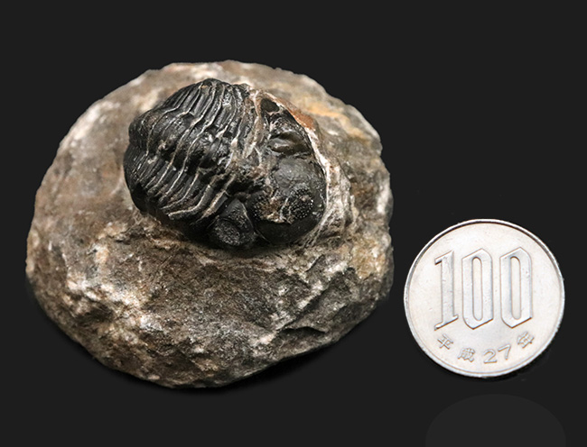 モロッコ・ハイアトラス南東部、アルニフで見つかった三葉虫