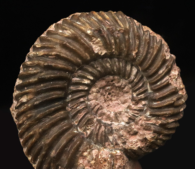 ドイツのジュラ紀中期の地層から発見されたアンモナイト、パーキン