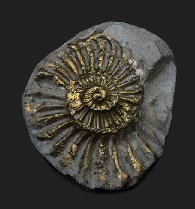 ノジュール＆ネガ＆黄鉄鉱化！情報量が多いドイツ・ニュルンベルク産の