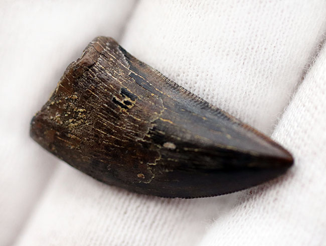 先端まで保存されたティラノサウルス・レックス幼体の歯化石