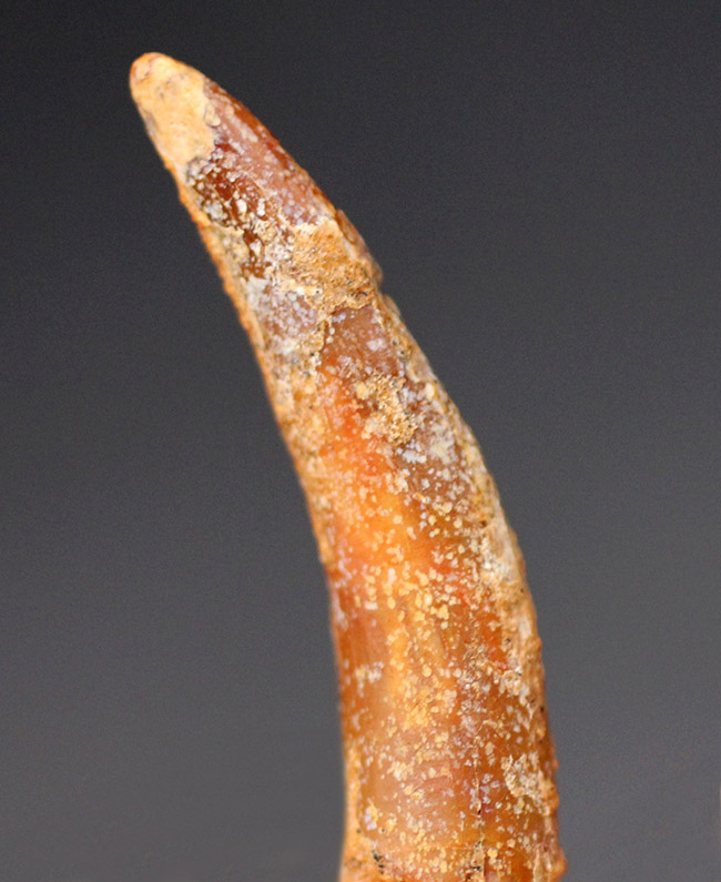 白亜紀前期の翼竜、コロボリンクス（Coloborhynchus moroccensis）の