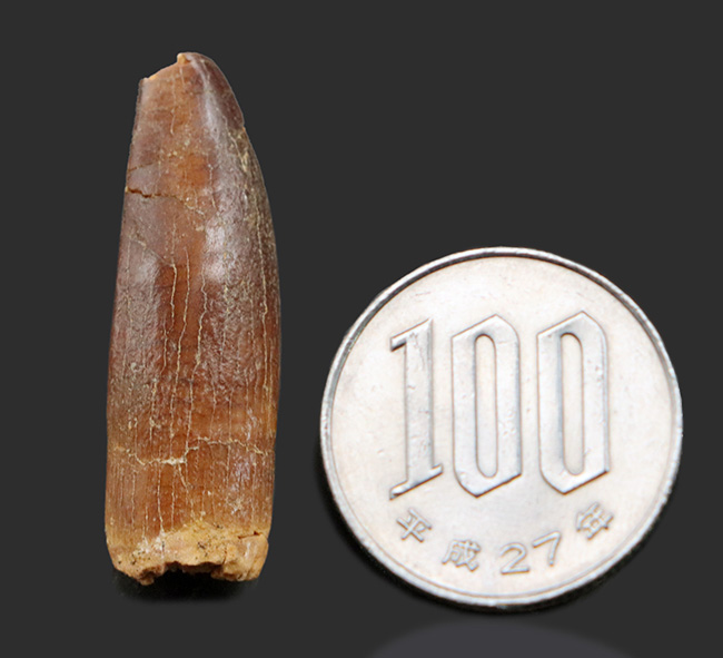 レア！体長20メートルに達した、巨大な竜脚形類、レッバキサウルス