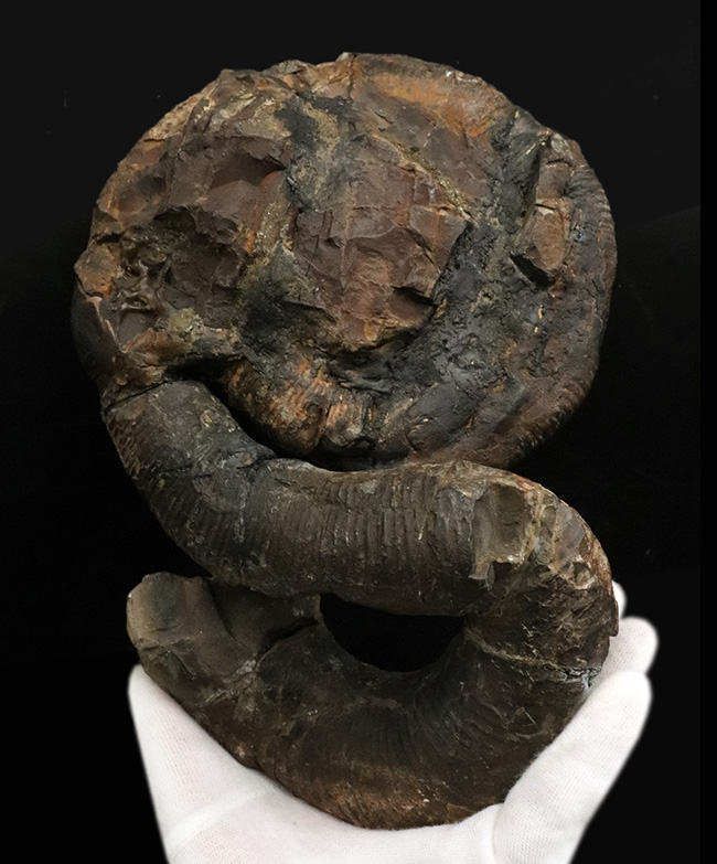 新着アイテム これぞ博物館級、日本でしか見つからない希少性マックス