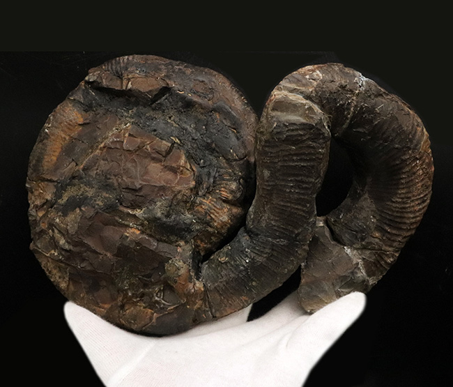 これぞ博物館級、日本でしか見つからない希少性マックスの異常巻き