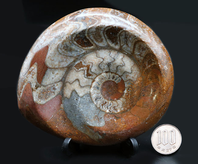 古生代デボン紀に現れたアンモナイトの仲間、ゴニアタイト（Goniatite