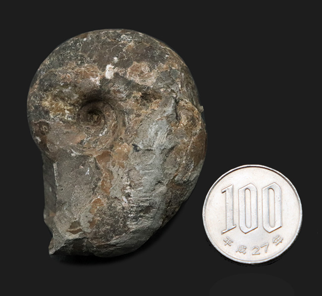 北海道西部苫前町古丹別の白亜紀の地層から見つかったアンモナイト