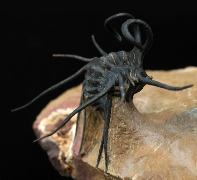 三葉虫コレクターならいつかは入手したい逸品！スーパー3D