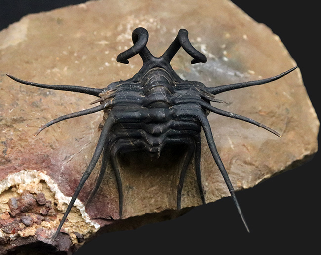 三葉虫コレクターならいつかは入手したい逸品！スーパー3D