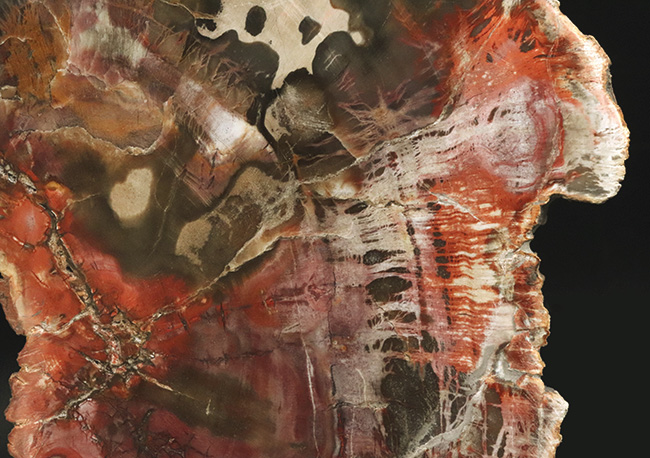 マダガスカル産の非常にカラフルな珪化木（Petrified Wood）！しかも