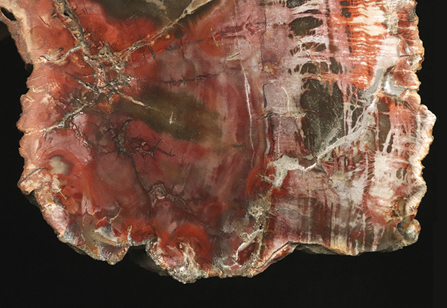 マダガスカル産の非常にカラフルな珪化木（Petrified Wood）！しかも