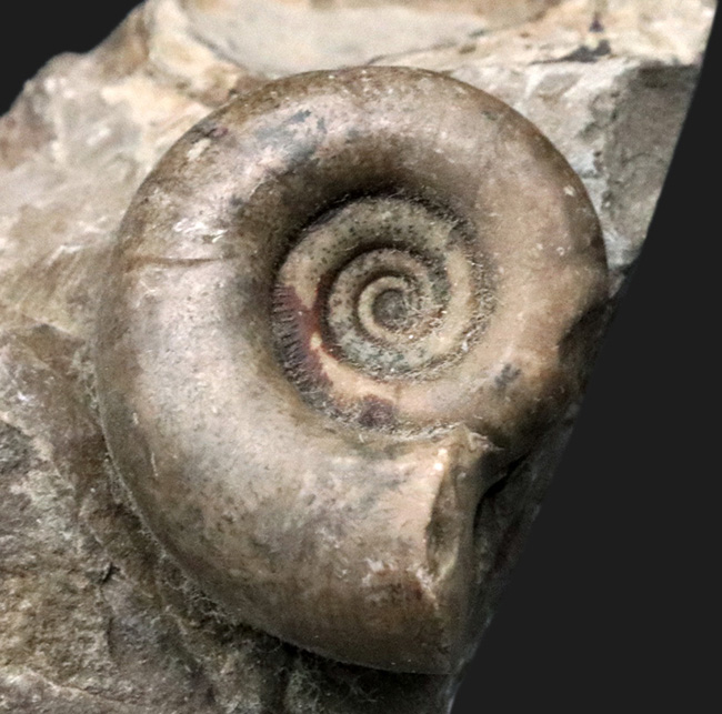 インテリアとしてデスク置きに最適！ポリプチコセラスを含む北海道産