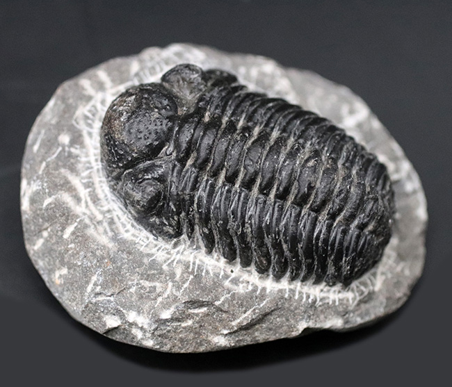 典型的！モロッコ産の三葉虫、ファコプスの化石 三葉虫 販売