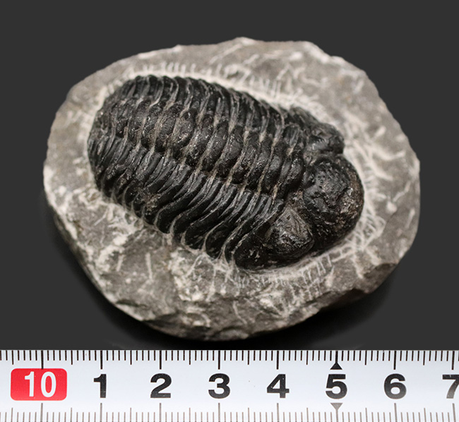 典型的！モロッコ産の三葉虫、ファコプスの化石 三葉虫 販売