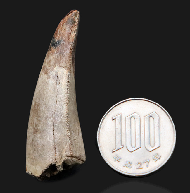 あのティラノサウルス・レックスの祖先、白亜紀後期の北米の王