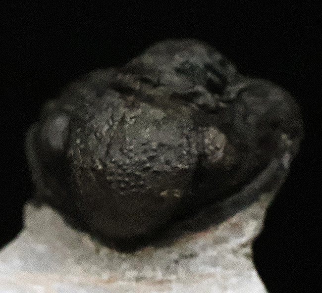 防御姿勢！モロッコ・アトラス山脈南西部のデボン紀の地層から発見され