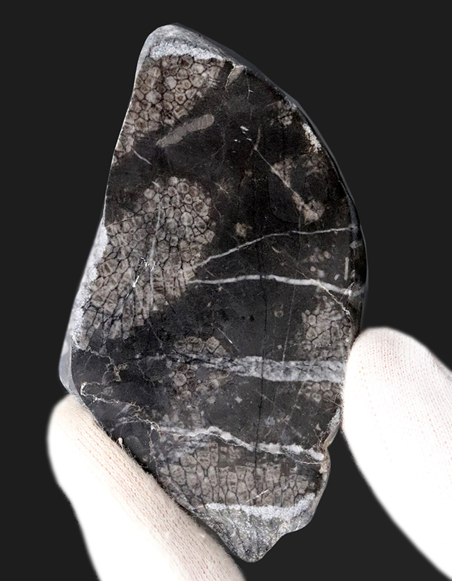 国産マニアックシリーズ！古生代デボン紀（およそ4億年前）の地層から