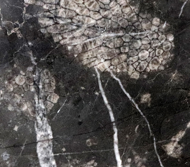 国産マニアックシリーズ！古生代デボン紀（およそ4億年前）の地層から