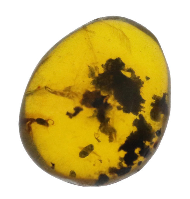 映画『ジュラシック・パーク』初代で話題になったレジェンドアンバー