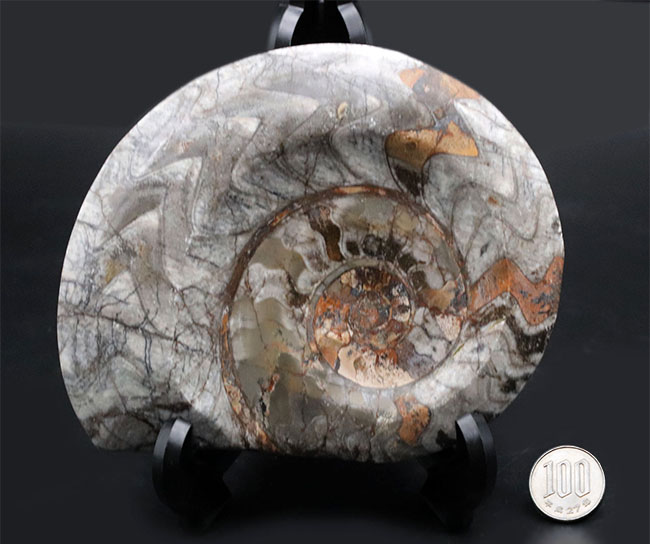 15センチ級！古生代デボン紀に繁栄したアンモナイトの祖先、立派な