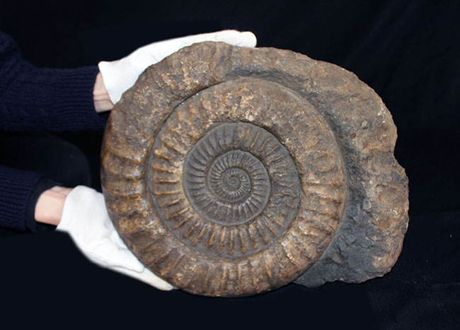 直径最大部35センチ、重量にして8キロを超える非常に巨大な