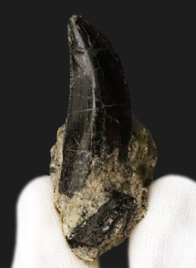 10数年の時を経て、ついに公開！トップクオリティ……漆黒のエナメル質を