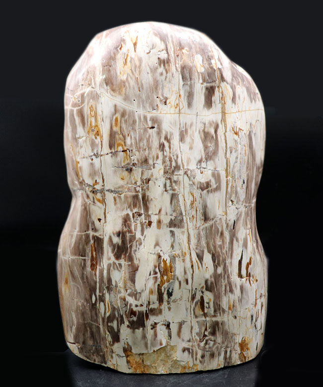 縦40センチ弱、重量16キログラム超えの巨大な珪化木（Petrified