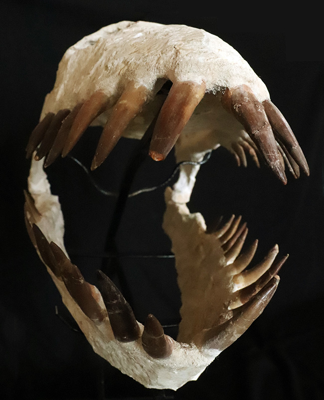 まさに一生の宝物、博物館クラスの夢のコレクション！白亜紀後期の首長