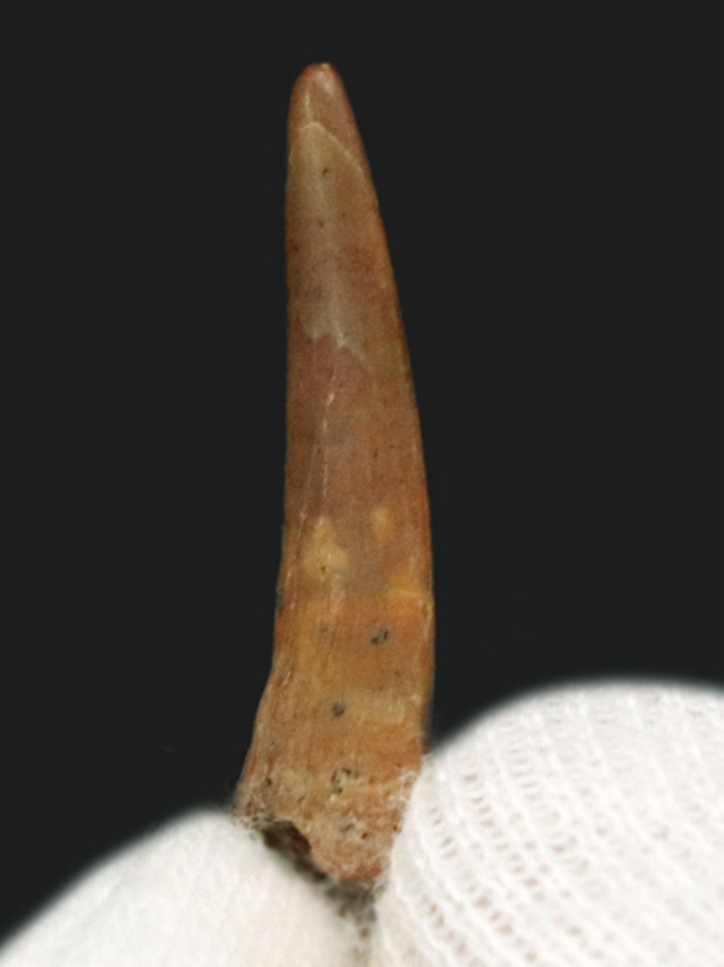 レア！モロッコ南東部国境付近、ケムケム層から見つかった翼竜