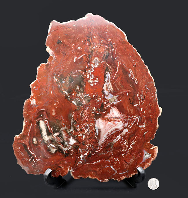 木の幹が宝石化！珍しいインド産の珪化木（Petrified wood）。有名産地