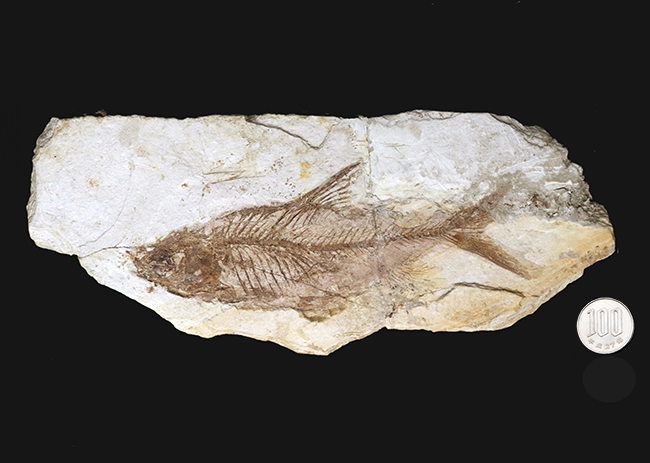 レア、半世紀（50年）以上前のオールドコレクション標本！長崎県壱岐