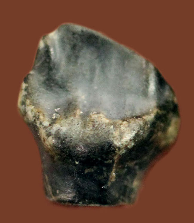 恐竜ファンは要チェック、レア！おにぎりののような三角形が特徴的な