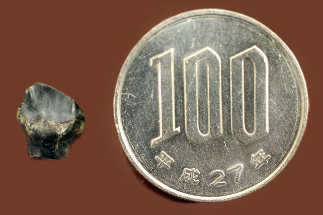 恐竜ファンは要チェック、レア！おにぎりののような三角形が特徴的な