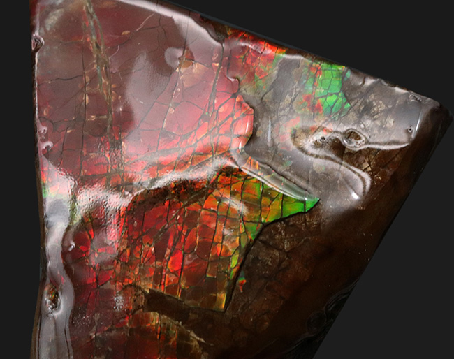 カナダ・アルバータ州でのみ採集される宝石、アンモライト（Ammolite