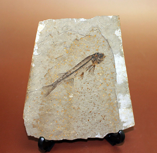 化石というより骨董品。熱河省（ねっかしょう）産リコプテラ魚化石