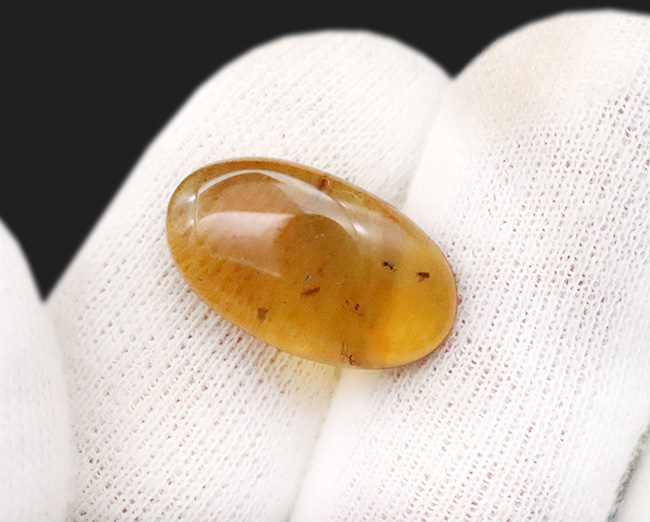 美しい琥珀色と、白亜紀の森の記憶を宿す価値ある琥珀 … バーマイト