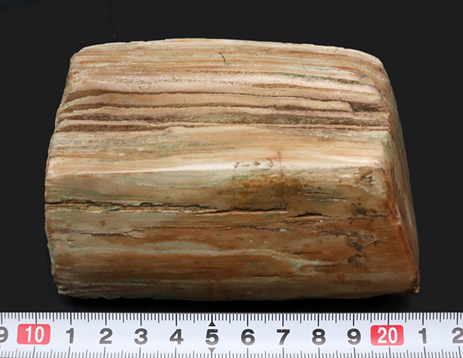 原型をとどめた面白い標本、北海道産の珪化木（Petrified wood） 化石 販売