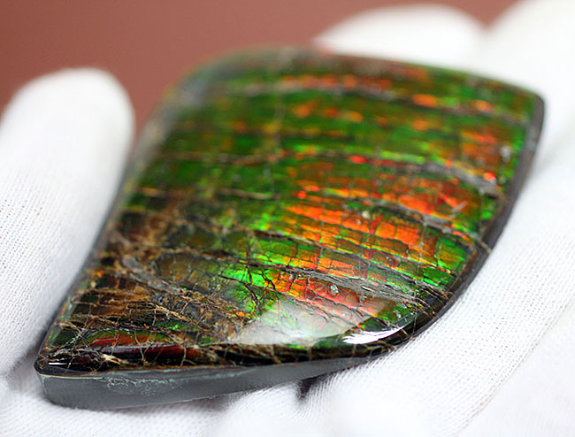 これがドラゴンスキンだ！宝石として認知されているアンモライトの高