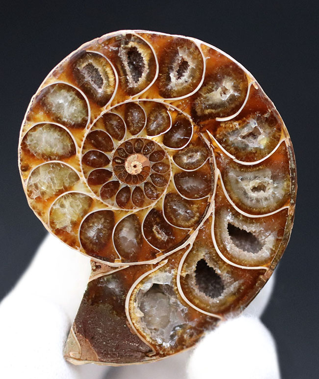 断面の美しさにご注目！およそ1億年前のアンモナイト、デスモセラス