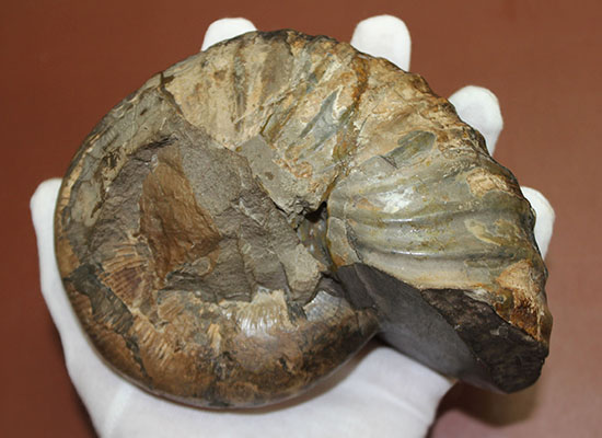 素晴らしい良形！北海道羽幌川上流域で採集されたアンモナイト